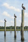 Pelican Perch