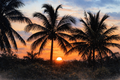 Sunrise Palms