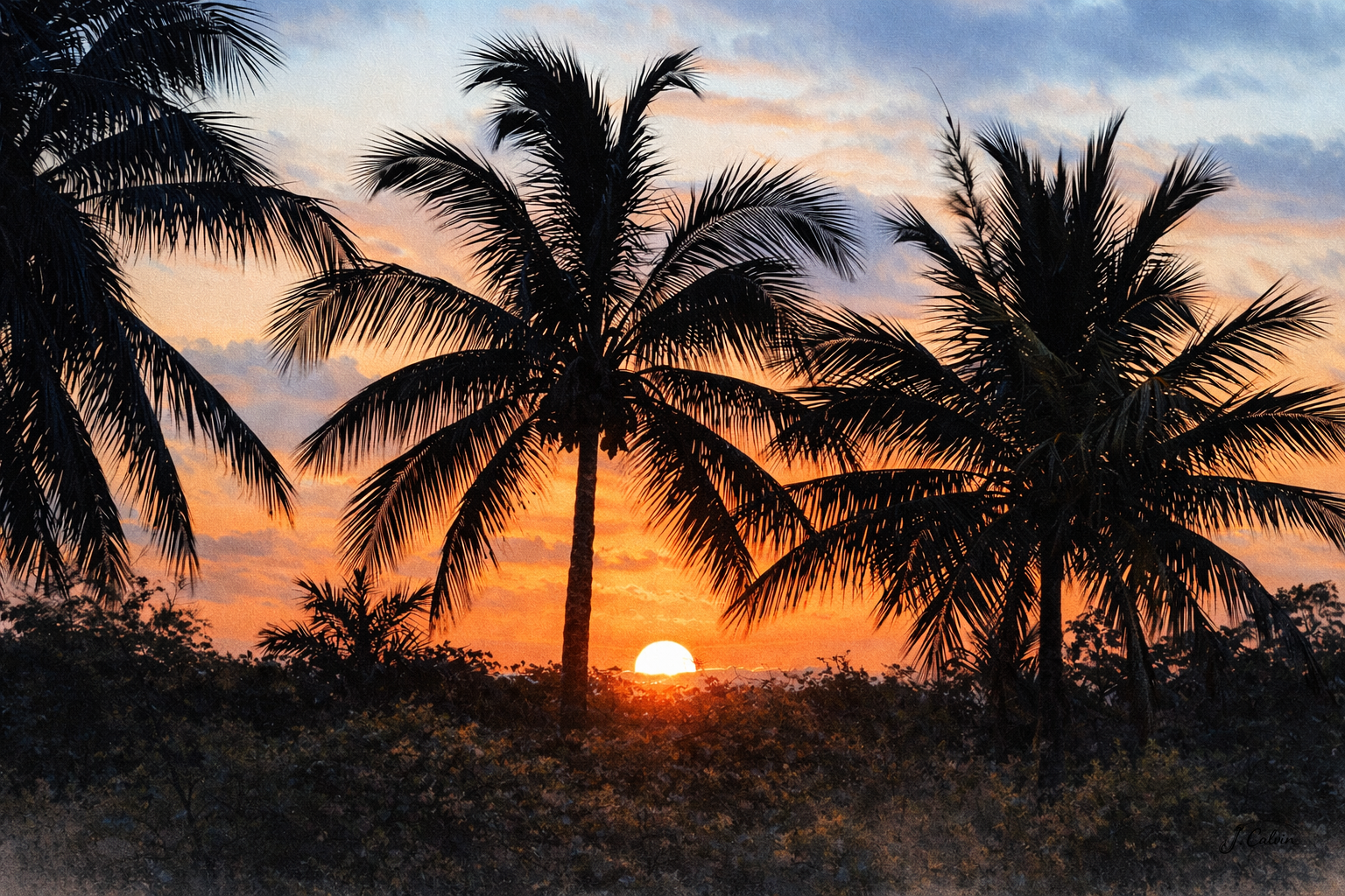 Sunrise Palms